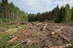 Березниковская природоохранная прокуратура обязала колонию убрать за собой 