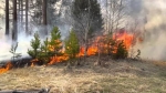 В лесах Прикамья - четвёртый класс пожароопасности