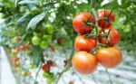 В крае будут выращивать экологически чистые огурцы и помидоры