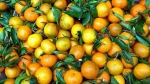 Прикамье вошло в ТОП-5 регионов по продажам мандаринов к Новому году