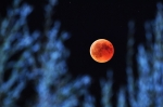 Жители Березников увидят «кровавую» Луну и звездопад