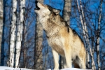 В Пермском крае готовится большая охота на волков