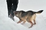 В Соликамском районе бешеная собака покусала местных жителей