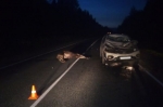 На трассе вблизи Березников автомобиль сбил лося