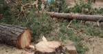 В Красновишерске выявлена незаконная рубка деревьев в особо охраняемой природной территории