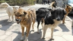 Следствие предполагает, что пропавшую жительницу Перми загрызли бездомные псы