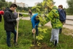 В Березниках высадят деревья в память о погибших в Великой Отечественной войне