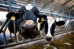 В Прикамье выяснили причину массовой гибели скота на ферме