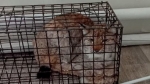 В Прикамье на территории больницы поймали рысь