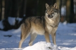 В заказниках Прикамья планируется уничтожить 200 волков