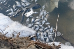Краевая прокуратура проводит проверку по факту массовой гибели рыбы