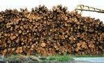 На территории Березников и Соликамска увеличат добычу леса