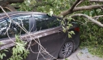 Житель Березников отсудил более 250 тыс. рублей за упавшее на автомобиль дерево