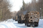 В Прикамье увеличат количество добываемого леса в целях импортозамещения