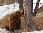 В Прикамье медведи выходят из спячки