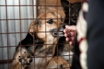 С начала года в Березниках отловлено более 100 бродячих псов