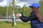 В городском парке продолжается посадка деревьев к юбилейному году Березников