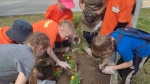 В Березниках дети высадили на аллее цветы