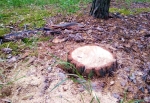 Житель Соликамска спилил дерево в Огурдино для костра и стал фигурантом уголовного дела