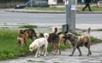 Из Прикамья в Свердловскую область вывезли 59 бродячих собак