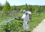 Химическая обработка борщевика на территории Березников пройдет вдоль трасс