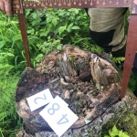 Житель Чердыни использовал местное население в схеме незаконной рубки леса
