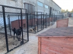 В Березниках в муниципальном приюте для животных находятся более 70 собак
