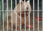 Открытие нового зоопарка для жителей Прикамья запланировано на лето