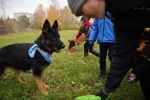 Березниковских школьников учат, как вести себя при встрече с бродячими собаками