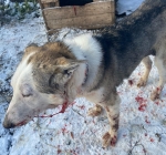 В Чердынском районе волки в испуге сбежали от бабушки