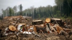 В Прикамье участники преступной группы вырубали лес в больших масштабах