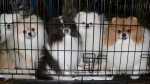 Жительница Прикамья обогащалась за счет несуществующих щенков и котят