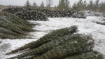 Более 110 тысяч новогодних елок вывезено из Прикамья 