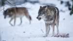 В Минприроды края прокомментировали ситуацию с волками в районе Усолья