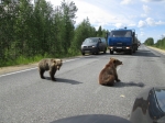 Чаще всего ДТП с участием диких животных происходит на трассе Пермь-Березники