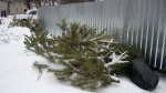 Березниковцев просят не выбрасывать новогодние елки в мусорные баки 