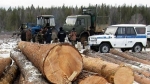 В Прикамье почти на треть снизилось количество незаконных рубок леса