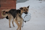 За год на улицах Березников отловили 240 бездомных псов