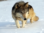 На территории Березников бродят волки и пожирают домашних собак