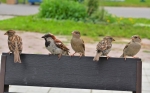Жители Березников обратили внимание на массовую гибель городских птиц