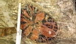 Окаменелое дерево возрастом около 250 млн лет из березниковской шахты исследуют ученые
