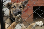 В Березниках с начала года отловили  144 собаки