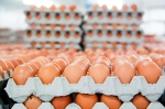 Куриные яйца по-прежнему стоят дорого