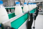 В Прикамье производством коровьего молока займётся голландец