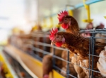 «Агросила» запускает программу по модернизации птицефабрики