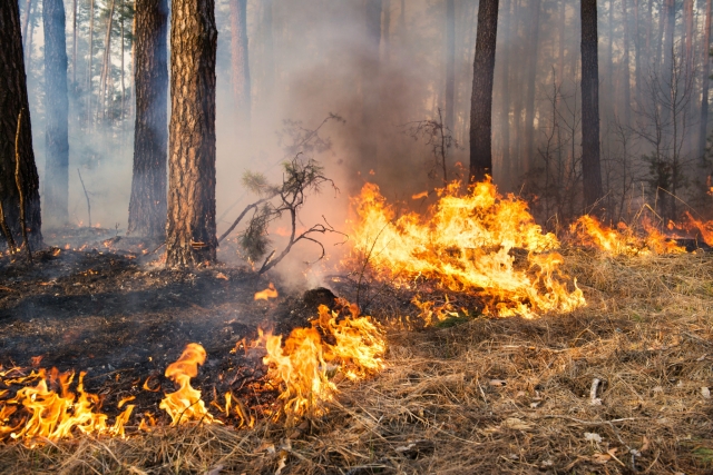 В Пермском крае существует риск возникновения пожаров 