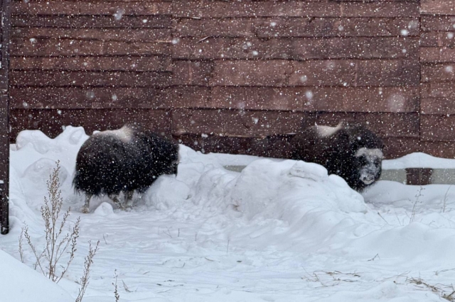 � �������� ������� ��������� ���� ��������� � ����� 