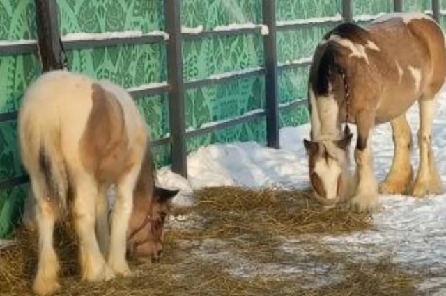 � �������� �������� ���������� � ����� ����������