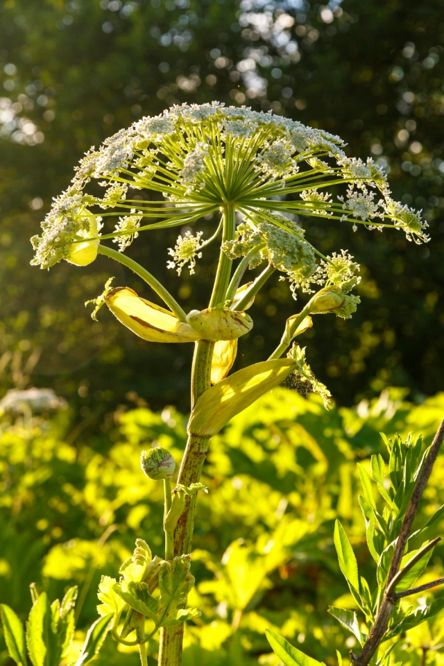 ������ �� �������� ��������� ������� ������� �������� �� 4 ��� ������ 