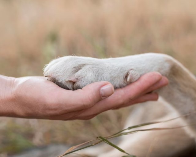 �������� ����� � ������ ��������-������� �� ����� ������� ��� ��������